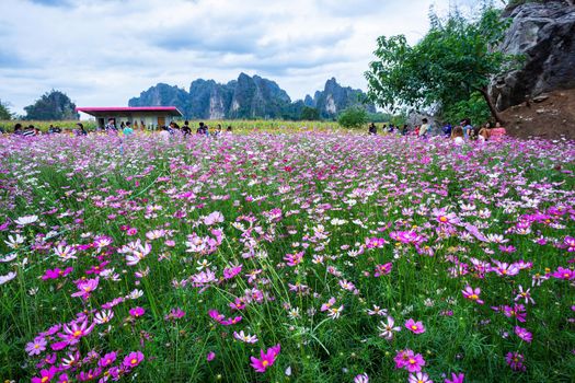 Pink flowers cosmos bloom beautifully in the garden with mountains in Noen Maprang Phitsaunlok, Thailand.