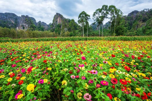 Common Zinnia (elegant zinnia) beautifully with green leaves background in the garden in Noen Maprang Phitsaunlok, Thailand.