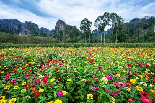 Common Zinnia (elegant zinnia) beautifully in the garden with mountains in Noen Maprang Phitsaunlok, Thailand.