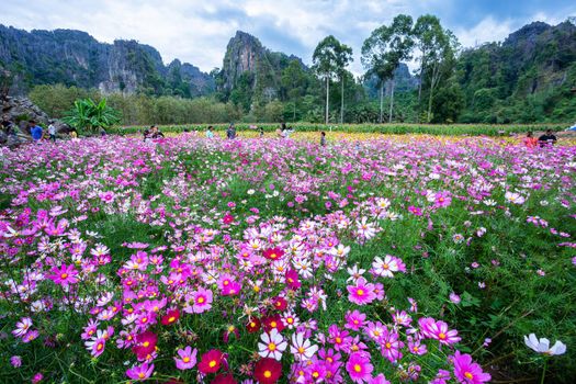 Pink flowers cosmos bloom beautifully in the garden with mountains in Noen Maprang Phitsaunlok, Thailand.