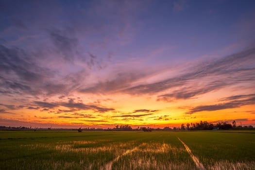 Beautiful cornfield in Beautiful fluffy clouds with evening sunset background.