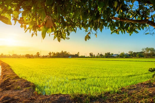 Beautiful green cornfield with sunset sky background.