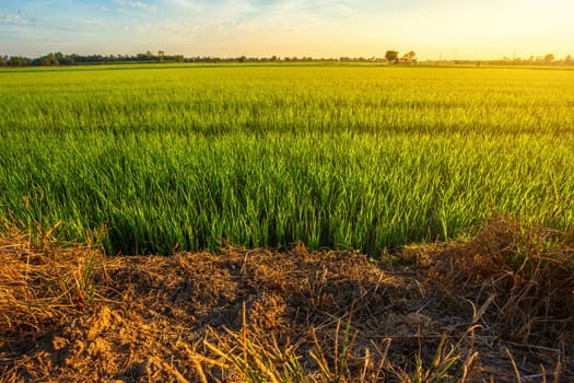 Beautiful green cornfield with sunset sky background.