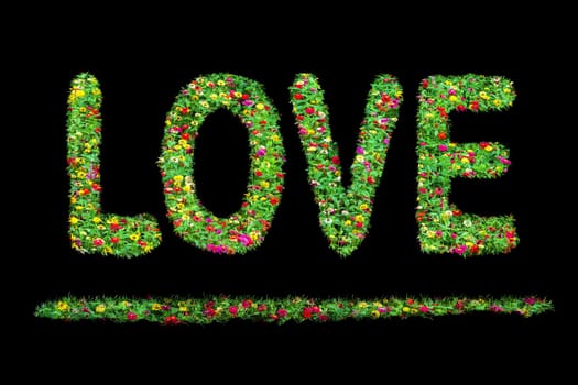 Love text with common zinnia beautifully with green leaves growing on Isolated on black.Love concept