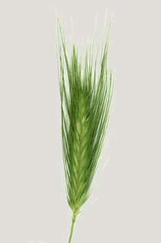Grass close up. Cut out on a light gradient background.