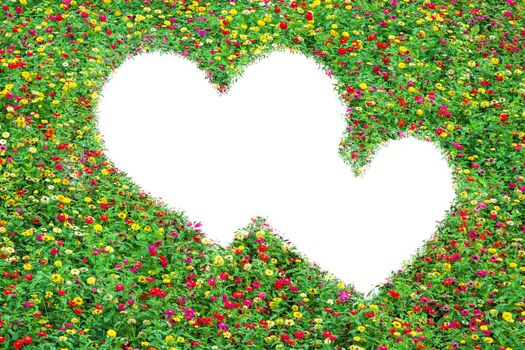 Heart-shaped field of common zinnia beautifully with green leaves  growing on Isolated on white.Love concept