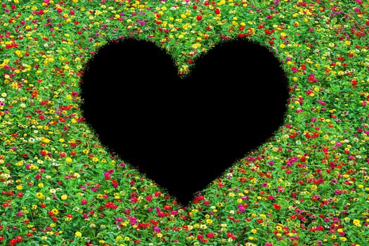 Heart-shaped field of common zinnia beautifully with green leaves growing on Isolated on black.Love concept