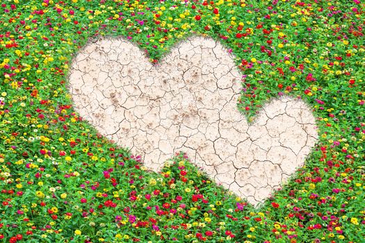 Heart-shaped field of common zinnia beautifully with green leaves growing on brown dry soil or cracked ground texture background.Love concept