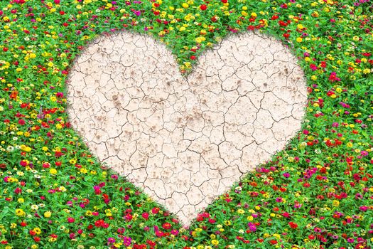 Heart-shaped field of common zinnia beautifully with green leaves growing on brown dry soil or cracked ground texture background.Love concept