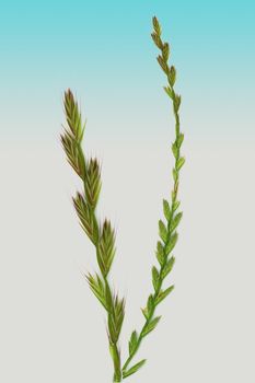 Lolium or ryegrass close up. Cut out on a light gradient background.