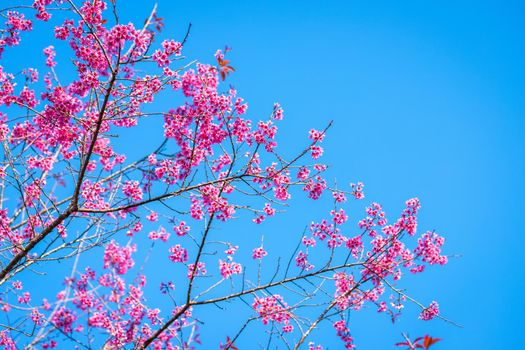 Cherry flower Prunus cerasoides or Wild Himalayan Cherry,Giant tiger flower in Phu Lom Lo ,Phetchaboon, Thailand.