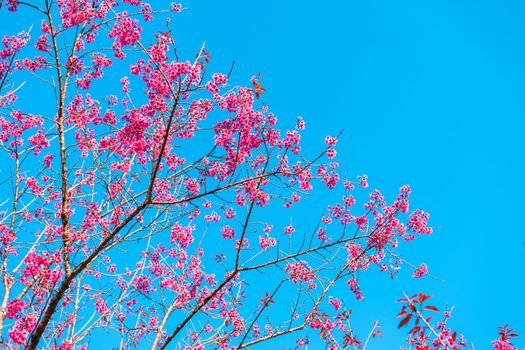 Cherry flower Prunus cerasoides or Wild Himalayan Cherry,Giant tiger flower in Phu Lom Lo ,Phetchaboon, Thailand.