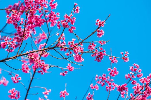 Cherry flower Prunus cerasoides or Wild Himalayan Cherry,Giant tiger flower in Phu Lom Lo ,Phetchaboon, Thailand.