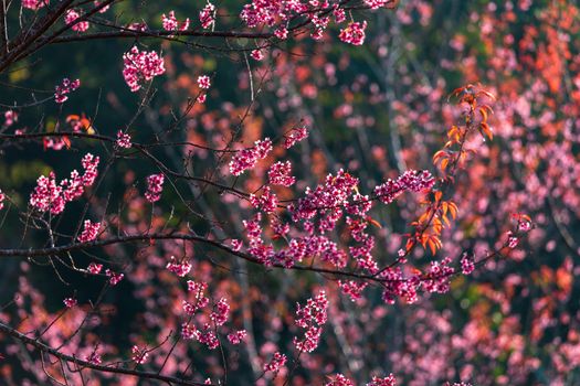 Cherry flower Prunus cerasoides or Wild Himalayan Cherry,Giant tiger flower in Phu Lom Lo ,Phetchaboon, Thailand.