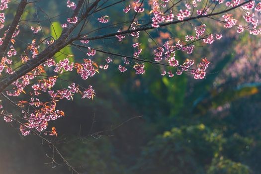 Cherry flower Prunus cerasoides or Wild Himalayan Cherry,Giant tiger flower in Phu Lom Lo ,Phetchaboon, Thailand.