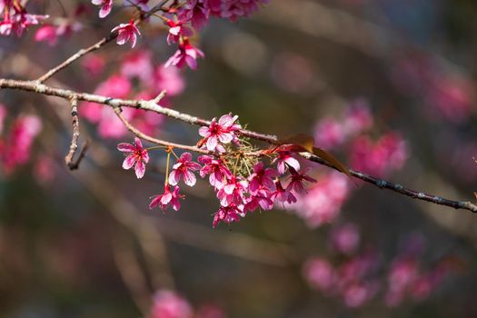 Cherry flower Prunus cerasoides or Wild Himalayan Cherry,Giant tiger flower in Phu Lom Lo ,Phetchaboon, Thailand.