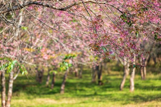 Cherry flower Prunus cerasoides or Wild Himalayan Cherry,Giant tiger flower in Phu Lom Lo ,Phetchaboon, Thailand.