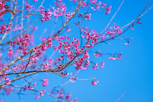 Cherry flower Prunus cerasoides or Wild Himalayan Cherry,Giant tiger flower in Phu Lom Lo ,Phetchaboon, Thailand.