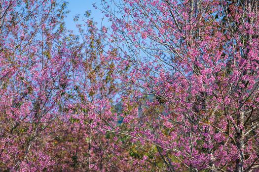 Cherry flower Prunus cerasoides or Wild Himalayan Cherry,Giant tiger flower in Phu Lom Lo ,Phetchaboon, Thailand.