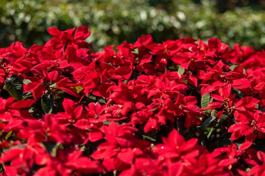 Red Poinsettia flower or Euphorbia Pulcherrimaon of red Christmas background in the garden.