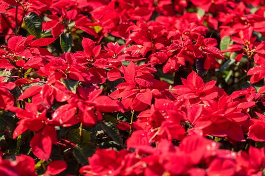 Red Poinsettia flower or Euphorbia Pulcherrimaon of red Christmas background in the garden.