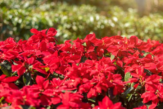 Red Poinsettia flower or Euphorbia Pulcherrimaon of red Christmas background in the garden.