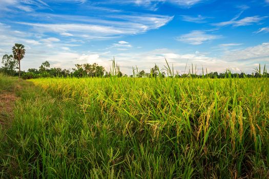 Beautiful green cornfield with sunset sky background.