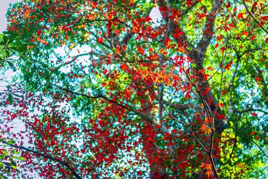 Maple leaves in Tropical Rainforest Landscape foggy weather at Phuhinrongkla National Park Nakhon Thai District in Phitsanulok, Thailand,Red Maple trees.
