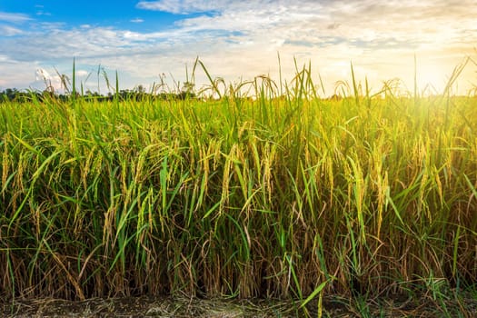 Beautiful green cornfield with sunset sky background.