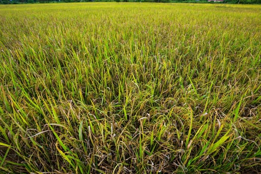 Beautiful green cornfield with sunset sky background.