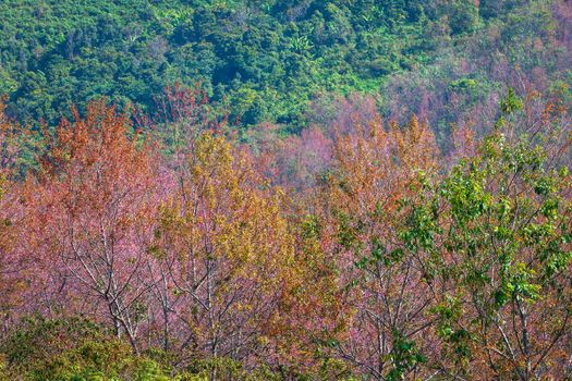 Cherry flower Prunus cerasoides or Wild Himalayan Cherry,Giant tiger flower in the garden with mountains at Phu Lom Lo in Phetchaboon, Thailand.