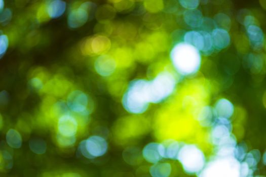 green bokeh background with circles. Summer abstract theme.