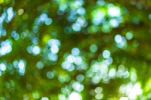 green bokeh background with circles. Summer abstract theme.