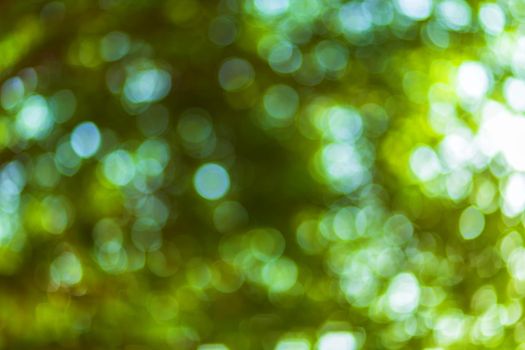 green bokeh background with circles. Summer abstract theme.