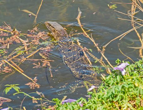 Nile monitor lizard varanus niloticus swimming on edge of river bank wetland in grass reeds