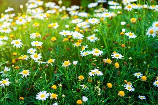 White seaside daisies in a spring garden.