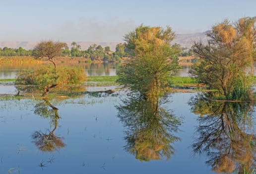 Trees during summer in rural flooded grassy field meadow countryside landscape setting with reflection in water