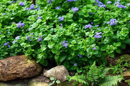 a little violet flower on green leaf background nature in garden.