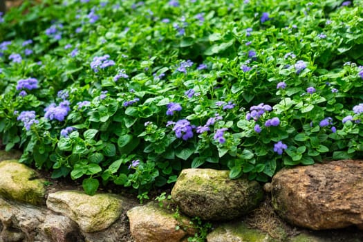 a little violet flower on green leaf background nature in garden.