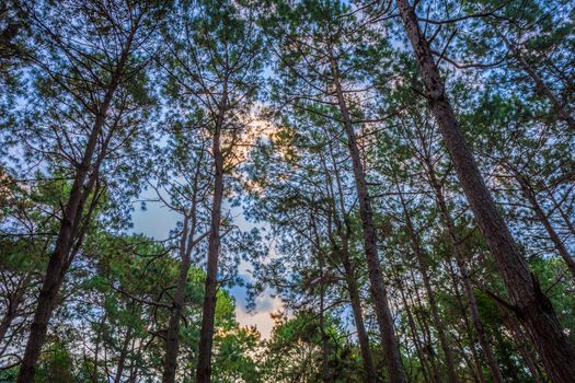 Beautiful larch forest with different trees,pine forest green on the mountain on nature trail in the morning.