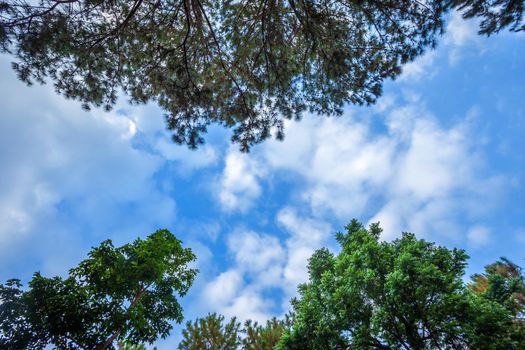 Beautiful larch forest summer with different trees,pine forest green on the mountain on nature trail with blue sky with white cloud.