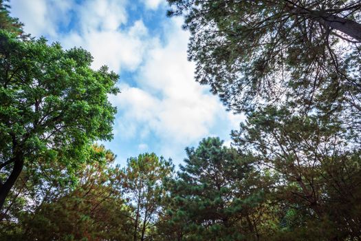 Beautiful larch forest summer with different trees,pine forest green on the mountain on nature trail with blue sky with white cloud.