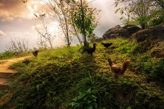 brown chicken on green grass at sunset view mountain range on Nature Trail in Phu Thap Buek National Park in Phetchabun, Thailand.