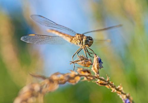 Closeup macro detail of wandering glider dragonfly Pantala flavescens on plant stem above grass in garden