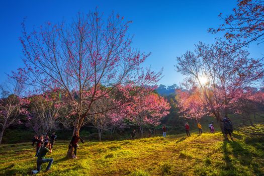 Cherry flower Prunus cerasoides or Wild Himalayan Cherry,Giant tiger flower in Phu Lom Lo ,Phetchaboon, Thailand.