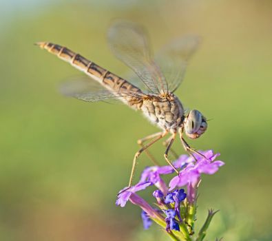 Closeup macro detail of wandering glider dragonfly Pantala flavescens on purple flower in garden