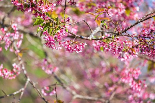 Cherry flower Prunus cerasoides or Wild Himalayan Cherry,Giant tiger flower in Phu Lom Lo ,Phetchaboon, Thailand.