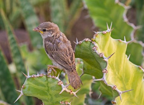 Juvenile house sparrow passer domesticus stood perched on leaf frond of cactus plant in wild garden