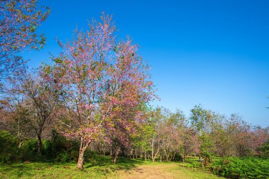 Cherry flower Prunus cerasoides or Wild Himalayan Cherry,Giant tiger flower in the garden with mountains at Phu Lom Lo in Phetchaboon, Thailand.