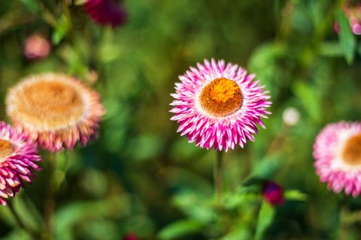 Straw flower of colourful beautiful on green grass nature in a spring garden. 